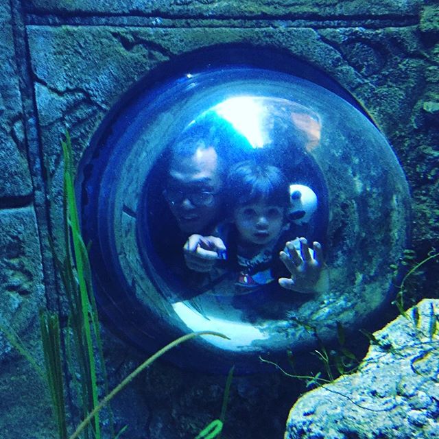 To think you can actually see crocodiles, sharks  and penguins  in the heart of London. 