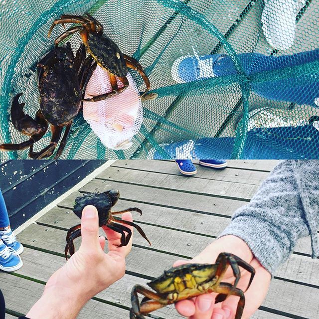 Crab catching. 