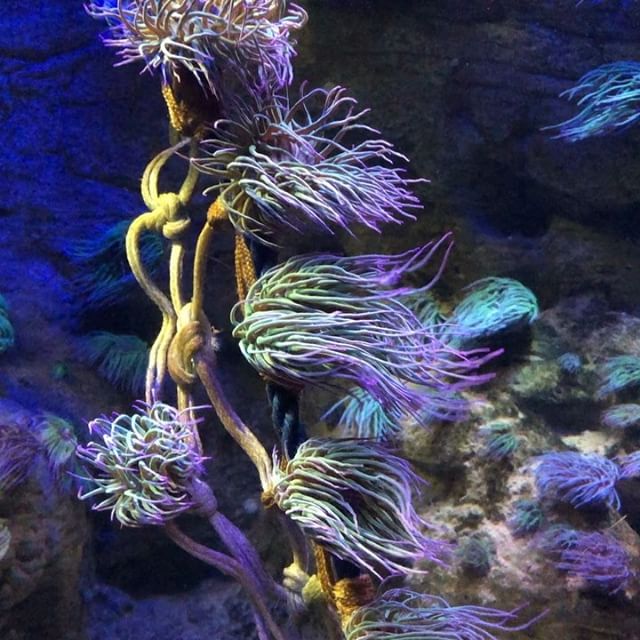 Sea life