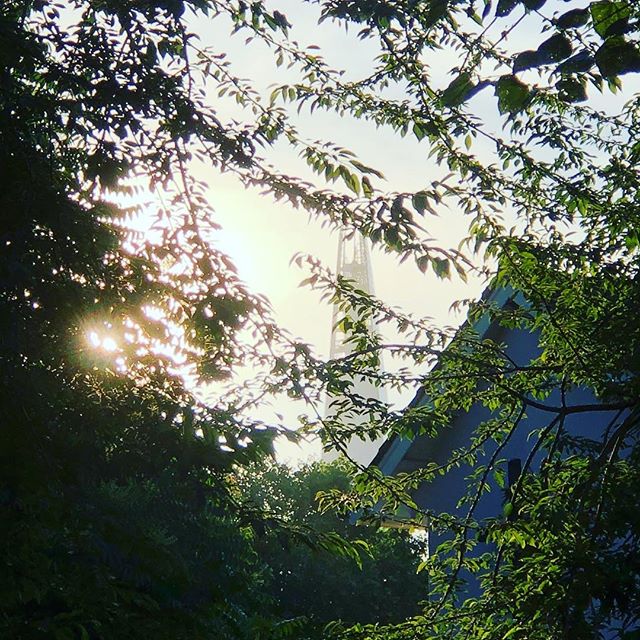 Sunset from my garden. 